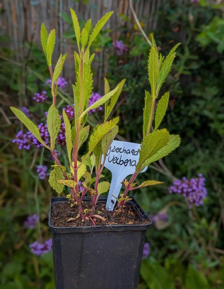 Ijzerhard/ verbena, Tuin en Terras, Planten | Tuinplanten, Overige soorten, Volle zon, Zomer, Ophalen