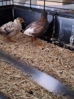 Jong koppel chinese kwartels., Meerdere dieren, Overige soorten