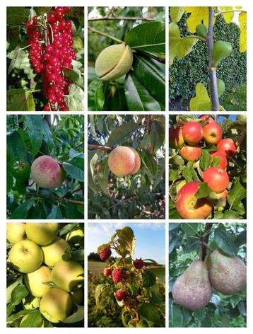 FRUITBOOM/FRUITSTRUIK MOEDERDAG beschikbaar voor biedingen