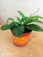 hoya crassipetiilata pm 8 nummer H1123, Ophalen of Verzenden, Overige soorten, Minder dan 100 cm