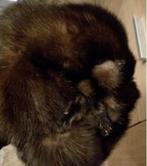 bontmuts Nerts Bond muts Bont Bruin pootjes staart ECHT !, Ophalen of Verzenden, Nieuw, 55 cm (S, 6⅞ inch) of minder, Hoed