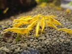 Neocaridina yellow backline, Kreeft, Krab of Garnaal