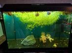 Juwel Aquarium 60 liter, Dieren en Toebehoren, Vissen | Aquaria en Toebehoren, Ophalen of Verzenden, Zo goed als nieuw, Leeg aquarium