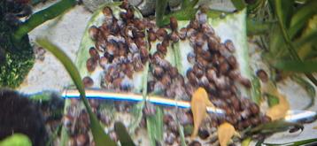 Super veel slakken te koop, kunnen verstuurd worden beschikbaar voor biedingen