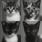 4 hele lieve sociale kittens beschikbaar, Dieren en Toebehoren, Poes, Gechipt