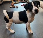 Jack Russel puppy, Dieren en Toebehoren, Jack Russell Terriër, Reu, 8 tot 15 weken, Meerdere