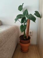 Mooie kamerplant, Ophalen, Overige soorten, Halfschaduw, Minder dan 100 cm