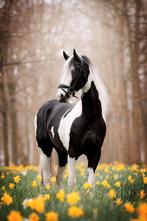 Goed gekeurde  barock Pinto hengst ter dekking (homozygoot), Dieren en Toebehoren, Hengst