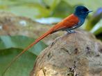 Nu te reserveren Uniek koppel tropische zangvogels, vast ger, Meerdere dieren, Tropenvogel, Geringd
