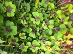Plant klavertje 4, Ophalen, Zomer, Overige soorten