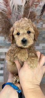 Prachtige Goldendoodle pups, Dieren en Toebehoren, Nederland, Overige rassen, CDV (hondenziekte), 8 tot 15 weken