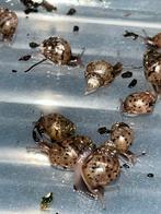 Baby reuzenslakken, Dieren en Toebehoren, Insecten en Spinnen, Overige soorten
