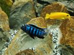 Malawi cichliden (Pseudotropheus Saulosi), Dieren en Toebehoren, Vissen | Aquariumvissen, Vis, Zoetwatervis, Schoolvis