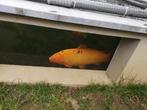 Bengigoi koi 75 cm, Dieren en Toebehoren, Vissen | Vijvervissen, Karper of Koi