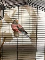 Bourkes parkiet, Dieren en Toebehoren, Vogels | Parkieten en Papegaaien, Vrouwelijk, Parkiet