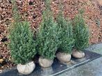 ilex crenate green hedge, Ophalen, Overige soorten, Minder dan 100 cm