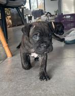 Cane corso puppy’s, Dieren en Toebehoren, CDV (hondenziekte), Overige rassen, 8 tot 15 weken, Meerdere