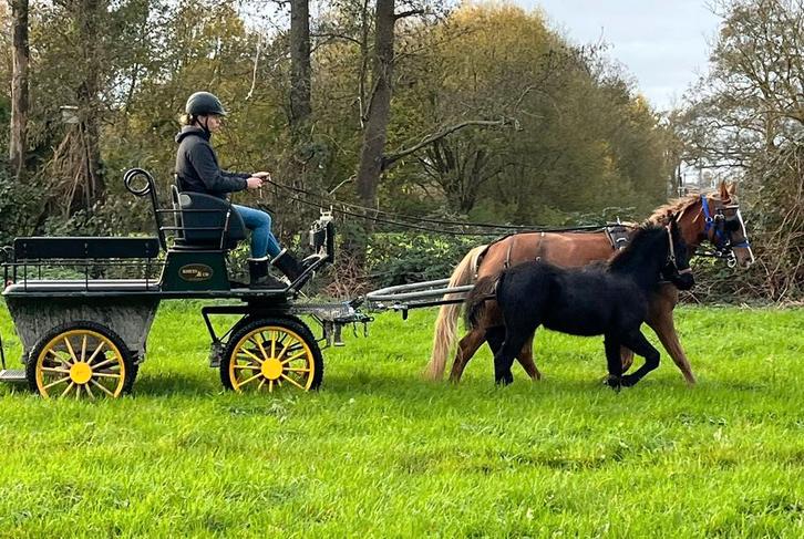 Prachtige doorloop wagen van koets en co met luxe vering, Dieren en Toebehoren, Rijtuigen en Koetsen, Zo goed als nieuw, Marathonwagen