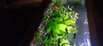 Black molly vis, Dieren en Toebehoren, Vissen | Aquariumvissen, Vis, Zoetwatervis