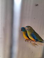Koppel turqusine parkieten, Dieren en Toebehoren, Vogels | Parkieten en Papegaaien, Meerdere dieren, Parkiet