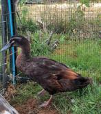 Jonge woerd, Dieren en Toebehoren, Pluimvee, Mannelijk, Eend