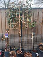 Glansmispel leiboom, Tuin en Terras, Ophalen, Halfschaduw, Overige soorten, Lente