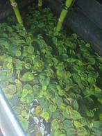 Floating waterplant PHYLLANTHUS FLUITANS, Ophalen, Nieuw, Plant(en), Steen of Hout