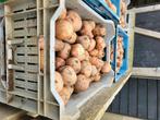 Biltstar aardappelen, Ophalen