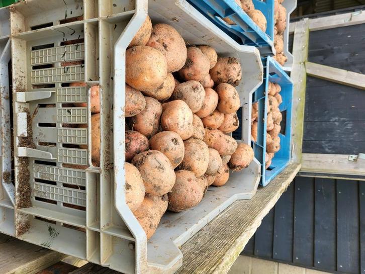 Biltstar aardappelen, Diversen, Levensmiddelen, Ophalen