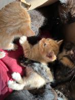 Kitten, Poes, 0 tot 2 jaar