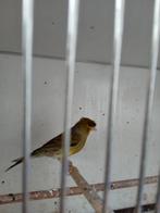 Duitse Kuif Kanarie, Mannelijk, Kleurkanarie