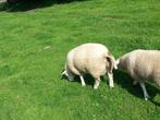 engelse texeraar ram  2 jaar  en 2 dek ram lammeren, Mannelijk, Schaap