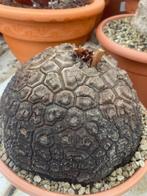 Caudex Dioscorea Elephantipes var Montana potmaat 23 cm., Huis en Inrichting, Overige soorten, Ophalen of Verzenden, In pot, Minder dan 100 cm