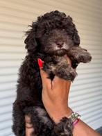 Prachtige choco kleurige Brown/tan toy poedel pups, 8 tot 15 weken, Teef, Eén hond, CDV (hondenziekte)