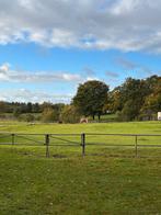 Gezocht weidegang in bollenstreek, Dieren en Toebehoren, Stalling en Weidegang, Weidegang