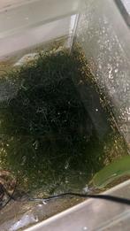 Chaeto wier, Overige typen, Zoutwatervis