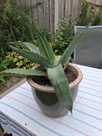 AGAVE 40 jaar oud, Tuin en Terras, Planten | Tuinplanten, Ophalen, Bloeit niet, Overige soorten, Volle zon