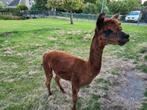 Alpaca hengst AHDP Robin met stamboek, Dieren en Toebehoren, Juli, Mannelijk