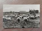 Heerde , schaapskooi, ansichtkaart, Verzamelen, Ophalen of Verzenden, 1960 tot 1980, Ongelopen, Gelderland
