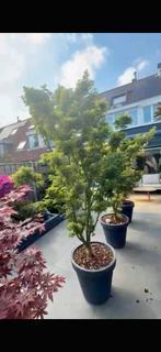 palmatum Shishigashira japanse esdoorn acer, Tuin en Terras, Planten | Bomen, Bloeit niet, Halfschaduw, 100 tot 250 cm, Overige soorten