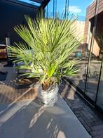 Chamaerops Humilis palm – 100–120 cm, Tuin en Terras, Planten | Tuinplanten, Ophalen, Overige soorten, Volle zon