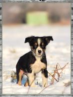 Prachtige Border-Stabij x Australian Shepherd pups te koop, Dieren en Toebehoren, Honden | Herdershonden en Veedrijvers, Parvo