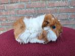 Meerdere jonge peruvian cavia 3kleur, Cavia, Januari, Meerdere dieren, Tam