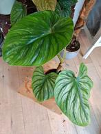 philodendron plowmanii, Huis en Inrichting, Kamerplanten, Ophalen of Verzenden, Overige soorten, Minder dan 100 cm
