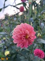 Dahlia knollen, Tuin en Terras, Bloembollen en Zaden, Ophalen of Verzenden, Voorjaar, Volle zon, Knol