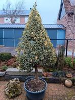 Bonte hulst op stam, Tuin en Terras, Planten | Tuinplanten, Ophalen, Vaste plant, Overige soorten, Halfschaduw