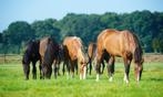 Opfok plek veulens/ jaarlingen/2+3 jarige hengsten!, Dieren en Toebehoren, Stalling en Weidegang, Opfok