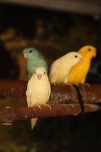 Catherina | Tropische vogel | Passend advies, Dieren en Toebehoren, Vogels | Parkieten en Papegaaien, Meerdere dieren, Parkiet