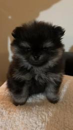 Zeer mooie pomeriaan pups bearface, Dieren en Toebehoren, Honden | Chihuahua's en Gezelschapshonden, Overige rassen, 8 tot 15 weken