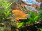 6 goud gourami en 1 diamant gourami, Dieren en Toebehoren, Vis